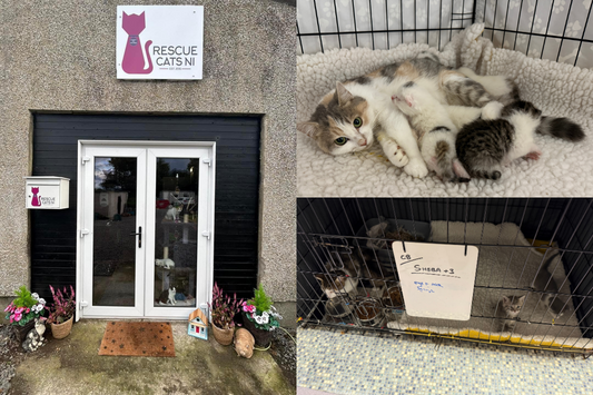 Our Visit to Rescue Cats NI: A Heartfelt Experience