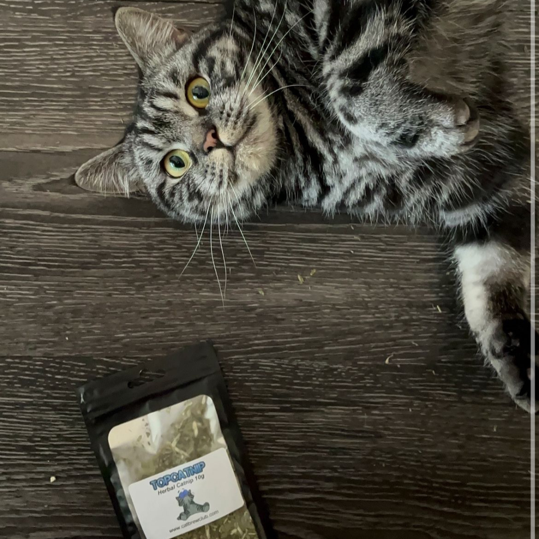 CATNIP STRONG DRIED Extra Strong Cat Nip Organic Herb For Cats & Toys TopCatnip - Cat Brew Club